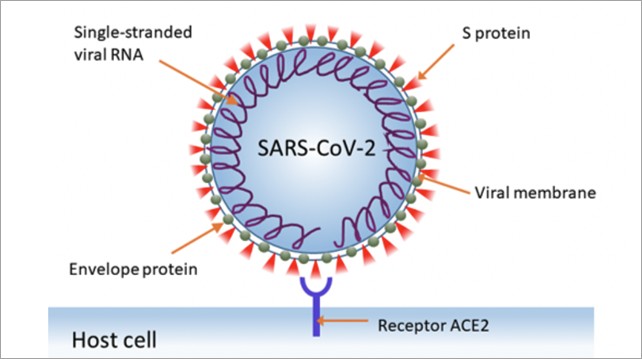 防疫新思路：低沉ACE2活性 赛立复NADH有效增强免疫力防备变种病毒