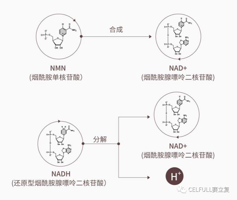 比NMN强4倍？如此增速提效，赛立复NADH到底什么来头？