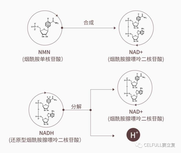 赛立复研究院硬核科普：NR、NMN、NADH谁最具抗衰潜力？(图6)