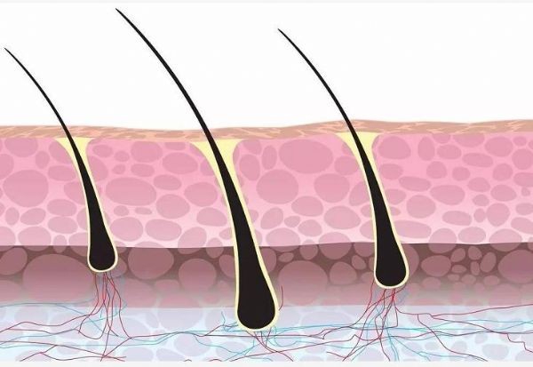 毛囊干细胞生发？最新技术帮助您解决脱发问题