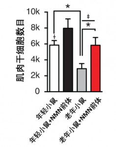 减缓肌肉衰老有两种方式，一种是运动，另一种你可能不知道