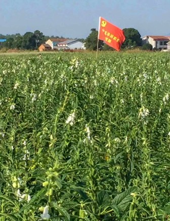 义丰祥芝麻油传承传统纯芝麻油，建设优质芝麻基地