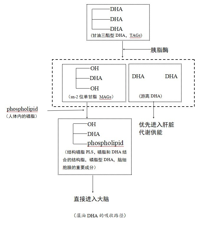 新原料sn-2位DHA：更易被人体吸收、稳定性更高！