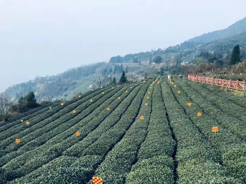 蒙顶山茶核心区千亩茶园出新绿，理真甘露首批春茶今日开采