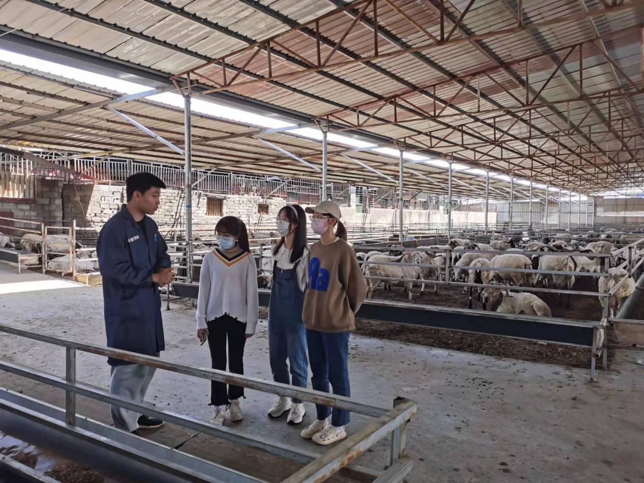 深入基层调研交流——西昌学院大学生助力凉山州肉羊产业发展