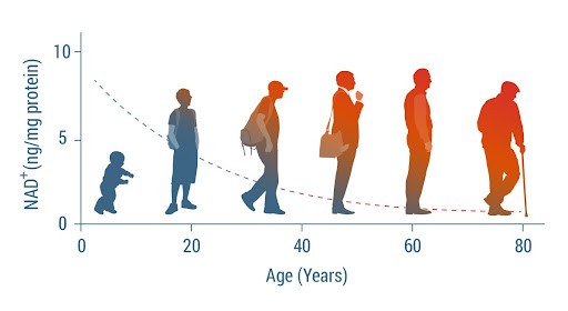 科学研究证实：走路快的中年人，比同龄人生物年龄年轻16岁