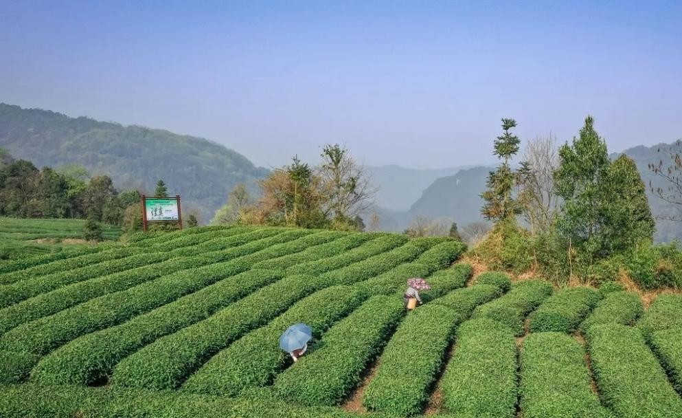 理真甘露：实施“六统一”，打造“蒙山茶”品牌