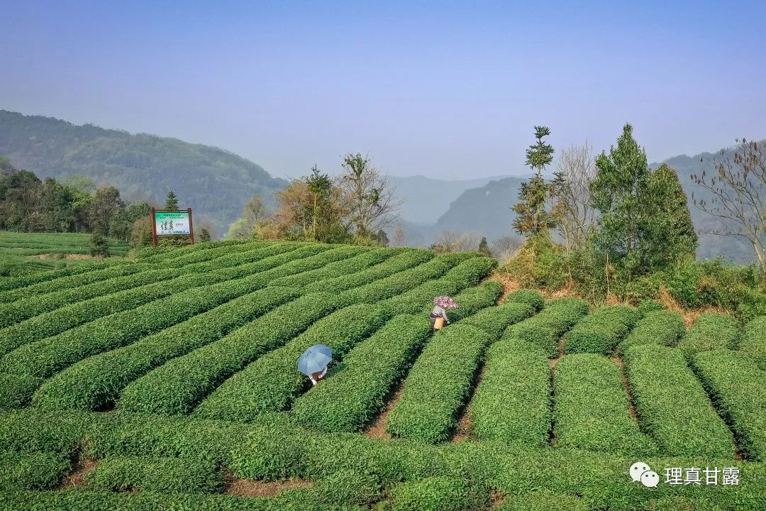 理真甘露：助力雅安茶产业，助推生态富民