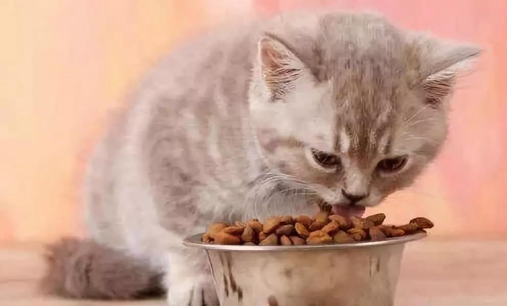 凯锐思鸡肉无谷猫粮——为猫咪健康成长提供均衡营养