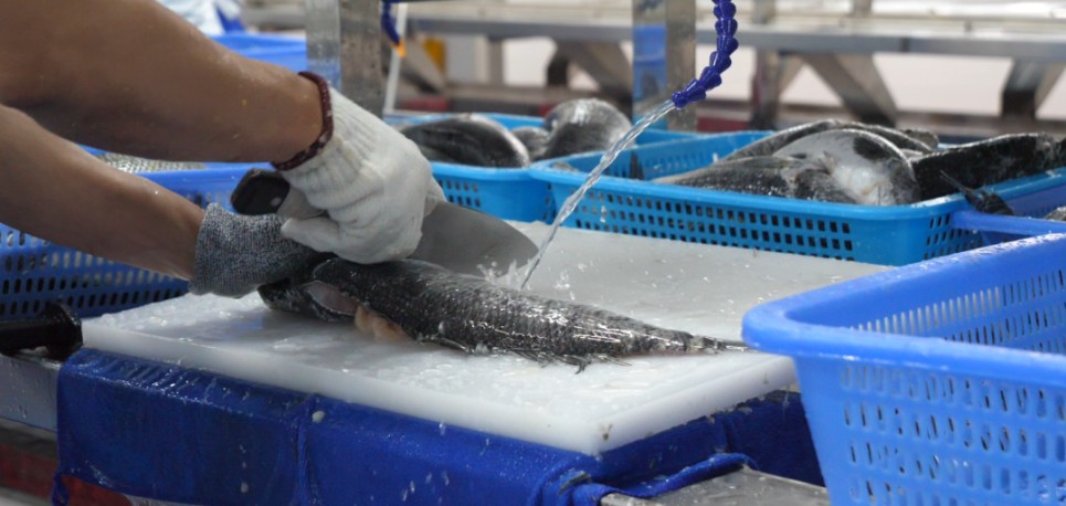 中洋鱼天下第二工厂一期工程投产试运营