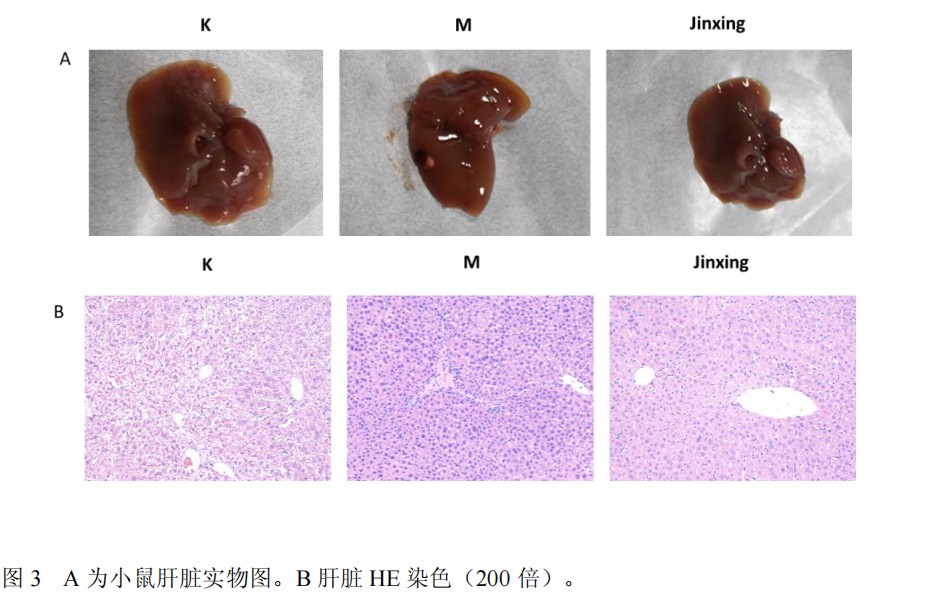 黑色素瘤现代中药实验结果，媲美最新免疫疗法