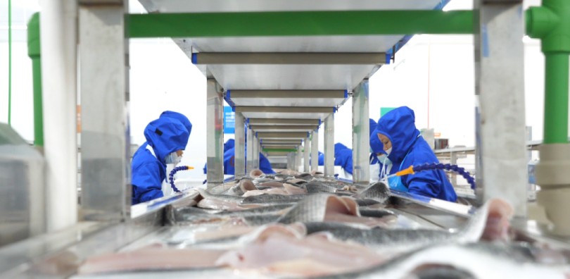 中洋渔业大湾区产业链形成 中洋鱼天下第二加工厂正式投产
