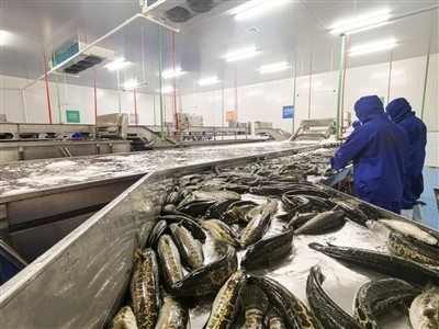 中洋鱼天下所有加工厂开足马力保春供应
