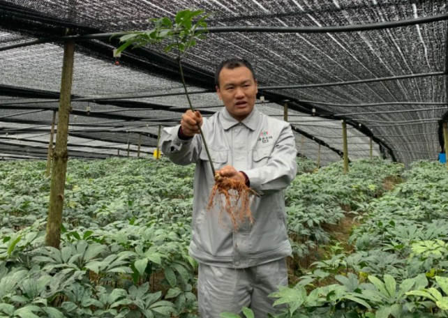 三七种植再看文山赵继成频道再看云南白药